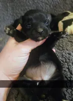 Chloe, a female Yorkipoo for sale in London, KY – Photo 1 of 4