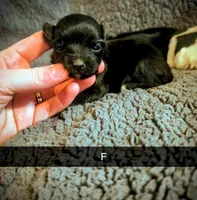 Chloe, a female Yorkipoo for sale in London, KY – Photo 2 of 4