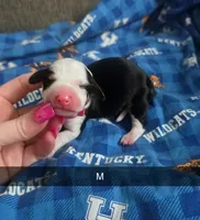 Ivan, a male Miniature Dachshund for sale in London, KY – 2 of 2