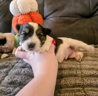 Valor, a male Yorkipoo for sale in London, KY – 2 of 2
