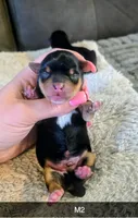 Huck, a male Yorkshire Terrier for sale in London, KY – Photo 2 of 2