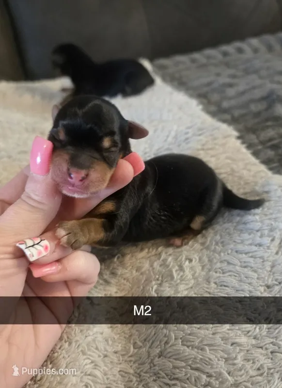 Huck, a male Yorkshire Terrier for sale in London, KY – Photo 1 of 2