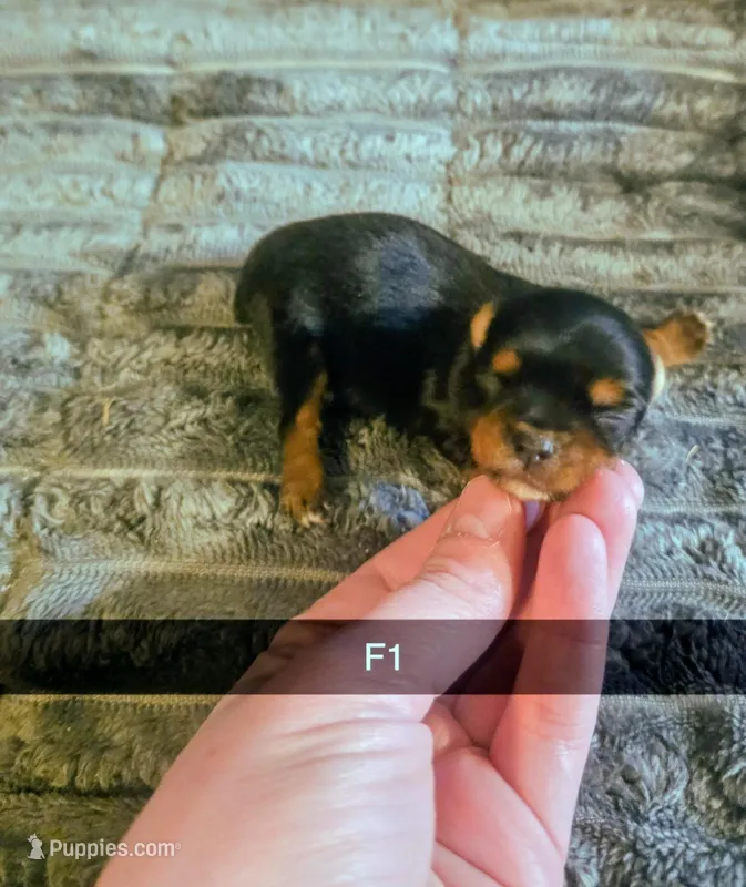 Darci, a female Yorkshire Terrier for sale in London, KY – Photo 1 of 3