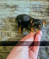 Darci, a female Yorkshire Terrier for sale in London, KY – Photo 1 of 3