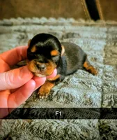 Darci, a female Yorkshire Terrier for sale in London, KY – Photo 2 of 3