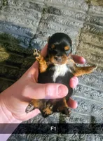 Darci, a female Yorkshire Terrier for sale in London, KY – Photo 3 of 3