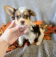 Oakley , a male Yorkshire Terrier for sale in London, KY – 4 of 4