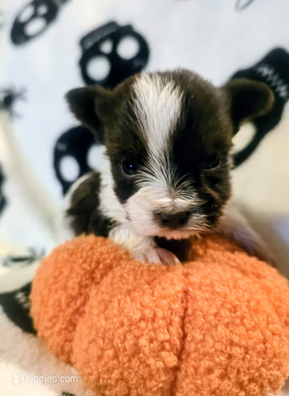 Parker – Yorkshire Terrier puppy for sale in London, KY