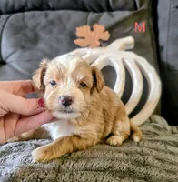Uriah, a male Yorkipoo for sale in London, KY – 2 of 2