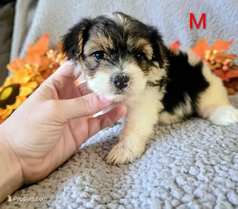 Ralphy – Yorkshire Terrier puppy for sale in London, KY