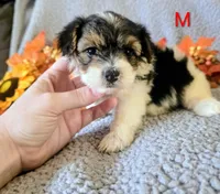 Ralphy, a male Yorkshire Terrier for sale in London, KY – 1 of 3