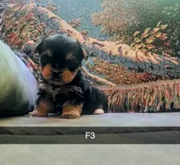 Harley, a female Yorkshire Terrier for sale in London, KY – 2 of 4