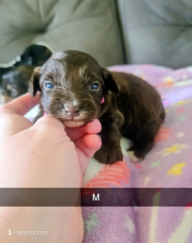 Kip – Yorkipoo puppy for sale in London, KY