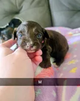 Kip, a male Yorkipoo for sale in London, KY – 1 of 3