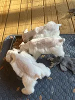 Goose, a male Miniature Schnauzer for sale in Mcminnville, TN – 2 of 4