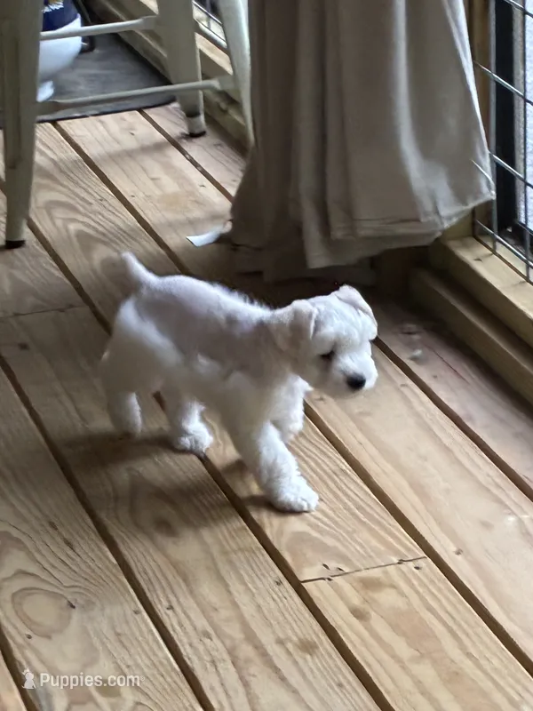 Goose – Miniature Schnauzer puppy for sale in Mcminnville, TN