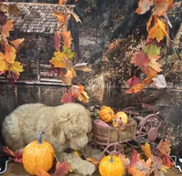 Butterfingers , a male Goldendoodle for sale in Liberty Center, OH – 4 of 8