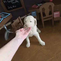 Praline , a female Goldendoodle for sale in Liberty Center, OH – 4 of 5