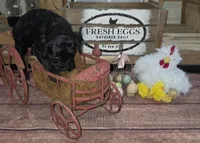 Thyme , a male Goldendoodle for sale in Liberty Center, OH – 5 of 5