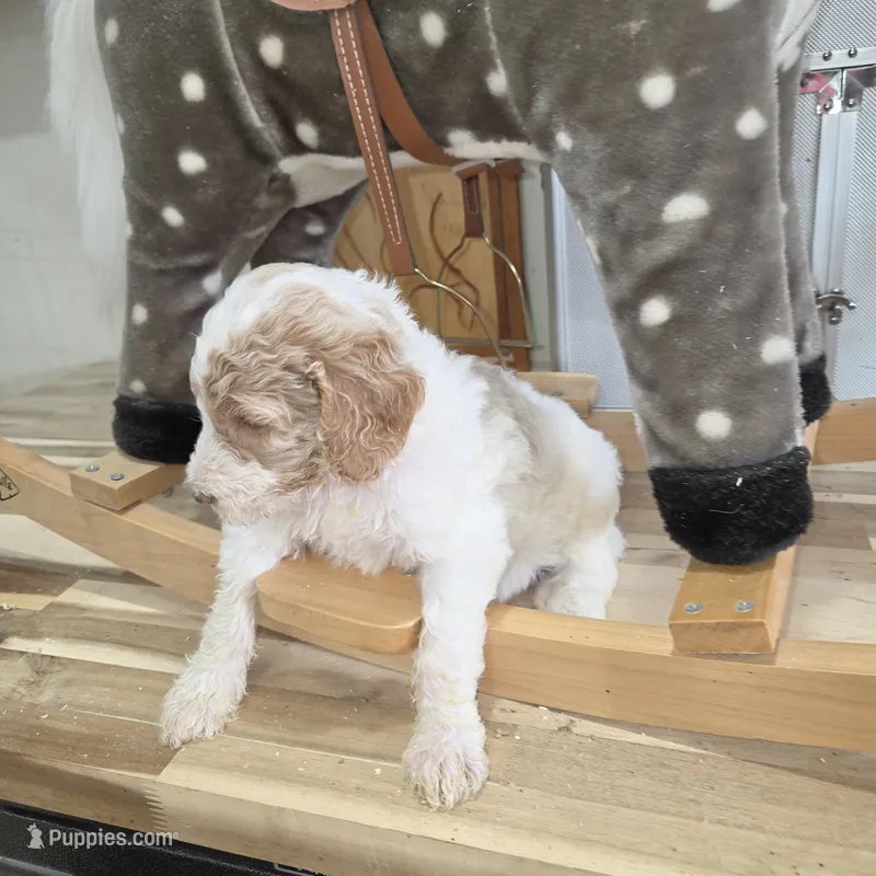 Orik – Poodle - Multi-Colored Standard puppy for sale in Liberty Center, OH