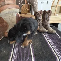 Windy , a male Aussiedoodle for sale in Liberty Center, OH – 2 of 9