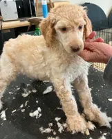 Roran , a male Poodle - Multi-Colored Standard for sale in Liberty Center, OH – 2 of 2