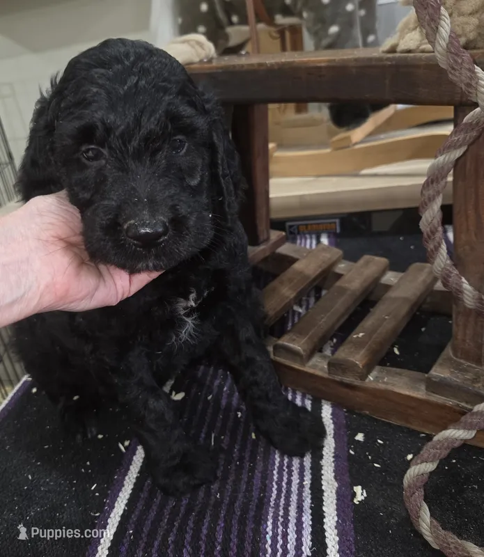 Chive – Goldendoodle puppy for sale in Liberty Center, OH