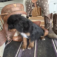 Windy , a male Aussiedoodle for sale in Liberty Center, OH – 9 of 9