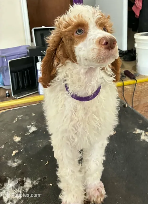 Butterscotch  – Poodle - Multi-Colored Standard puppy for sale in Liberty Center, OH