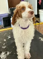 Butterscotch , a male Poodle - Multi-Colored Standard for sale in Liberty Center, OH – 1 of 4