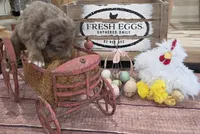 Stormy , a male Aussiedoodle for sale in Liberty Center, OH – 5 of 7