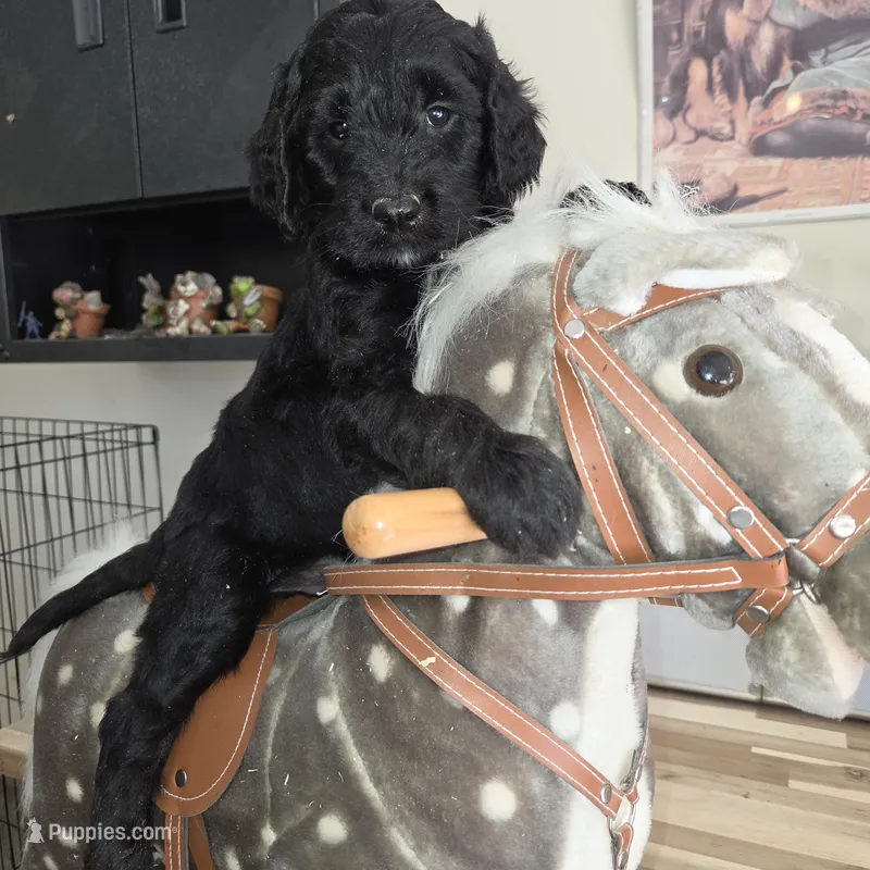 Thyme  – Goldendoodle puppy for sale in Liberty Center, OH