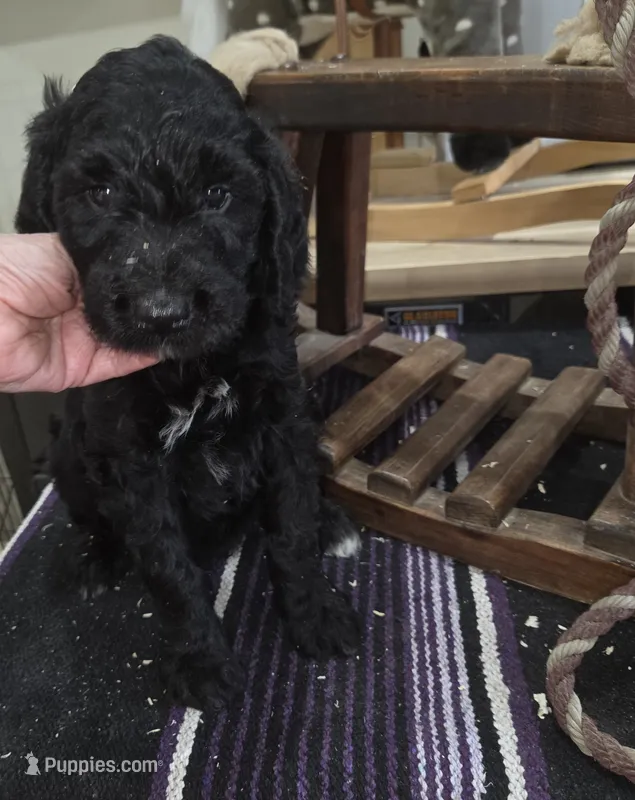 Thyme  – Goldendoodle puppy for sale in Liberty Center, OH