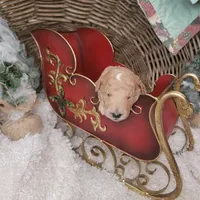 Moose Track, a male Goldendoodle for sale in Liberty Center, OH – Photo 3 of 3