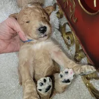 Moose Track, a male Goldendoodle for sale in Liberty Center, OH – Photo 1 of 3