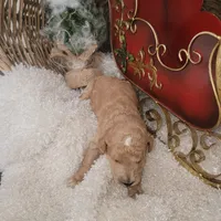 Moose Track, a male Goldendoodle for sale in Liberty Center, OH – Photo 2 of 3