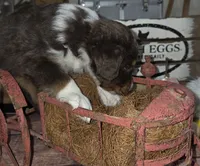Twister , a male Aussiedoodle for sale in Liberty Center, OH – 4 of 6