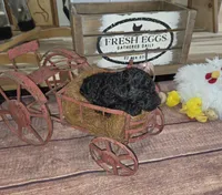 Ajihad , a male Poodle - Multi-Colored Standard for sale in Liberty Center, OH – 3 of 4