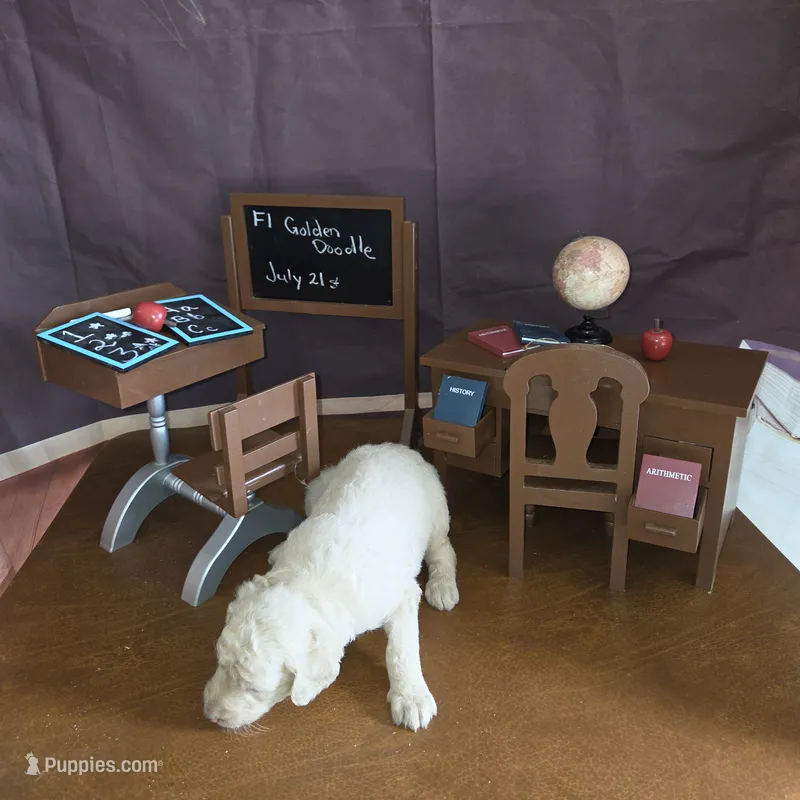 Praline  – Goldendoodle puppy for sale in Liberty Center, OH
