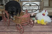 Windy , a male Aussiedoodle for sale in Liberty Center, OH – 6 of 6