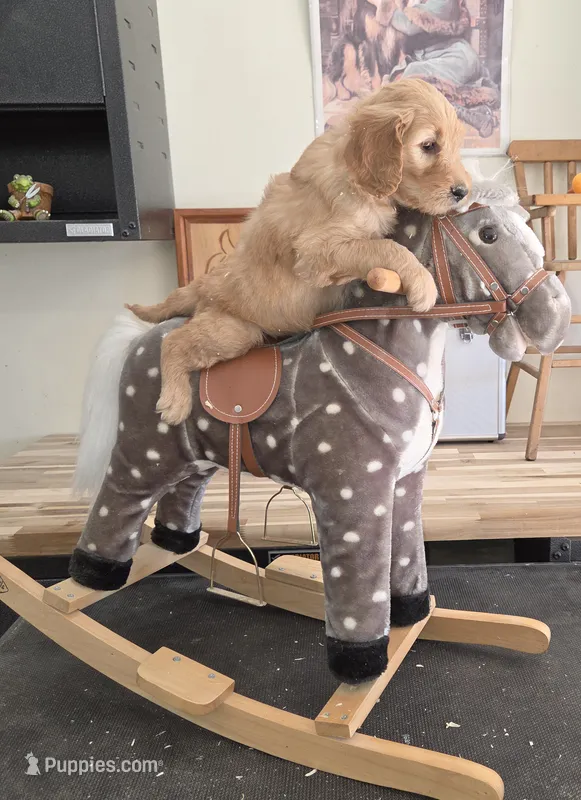 Daisy  – Goldendoodle puppy for sale in Liberty Center, OH