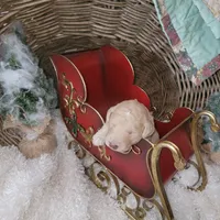 Peanut Butter, a male Goldendoodle for sale in Liberty Center, OH – Photo 2 of 3