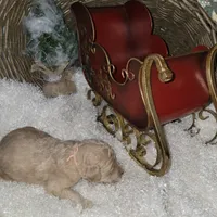 Peanut Butter, a male Goldendoodle for sale in Liberty Center, OH – Photo 3 of 3