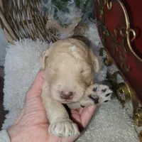 Peanut Butter, a male Goldendoodle for sale in Liberty Center, OH – Photo 1 of 3