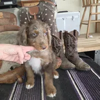 Stormy , a male Aussiedoodle for sale in Liberty Center, OH – 2 of 5