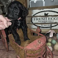 Thyme , a male Goldendoodle for sale in Liberty Center, OH – 3 of 5