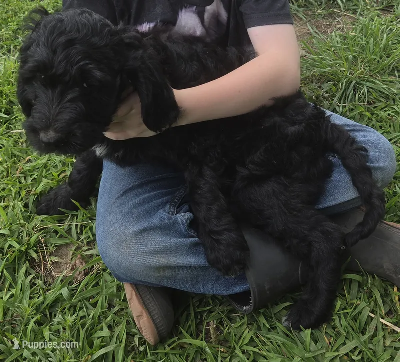 Thyme  – Goldendoodle puppy for sale in Liberty Center, OH