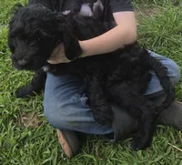 Thyme , a male Goldendoodle for sale in Liberty Center, OH – 1 of 3