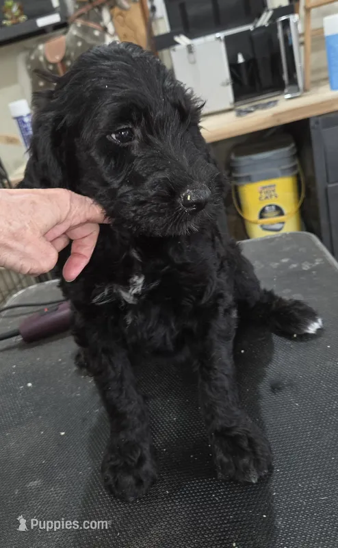 Thyme  – Goldendoodle puppy for sale in Liberty Center, OH