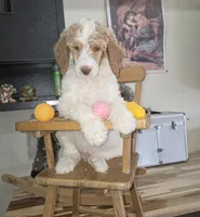 Orik, a male Poodle - Multi-Colored Standard for sale in Liberty Center, OH – 6 of 6